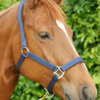 HB nylon halster neopreen