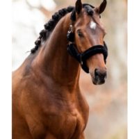 HB halster show-time rose gold allround teddy