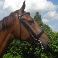 HB stang en trens hoofdstel